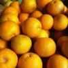 Oranges douces – 1 Kg