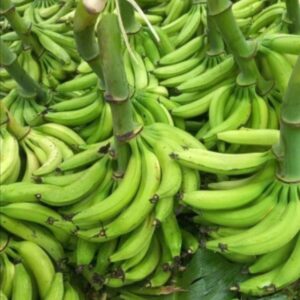 Bannann Miske Lokal (≈ 5 Lbs)