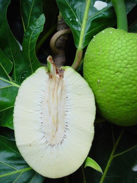 Lam Lokal (≈ 2.5 Lbs)